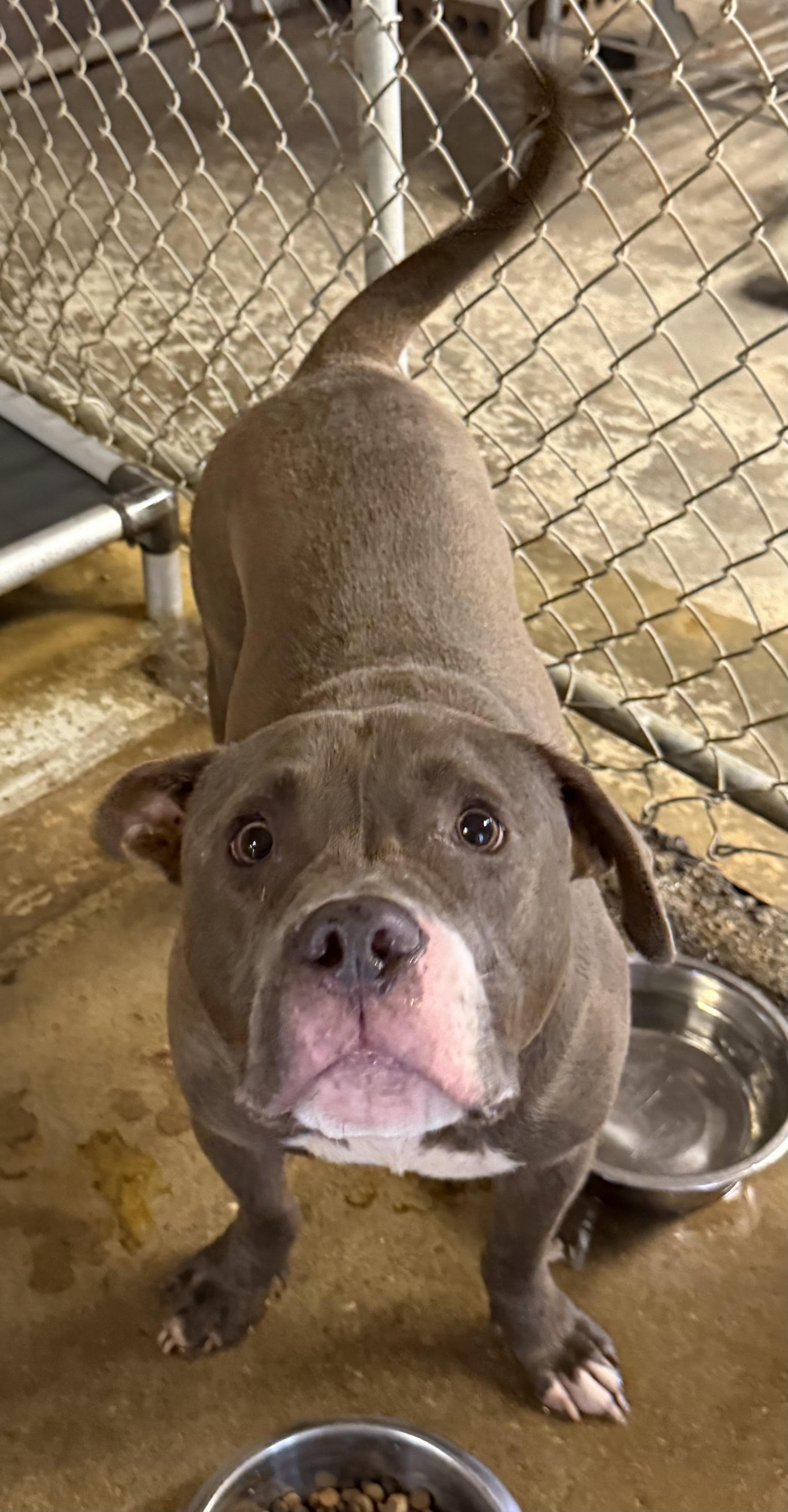 Enlarge Summit AVAILABLE, a Adoptable Pit Bull Terrier in Canton, OH image 5/5