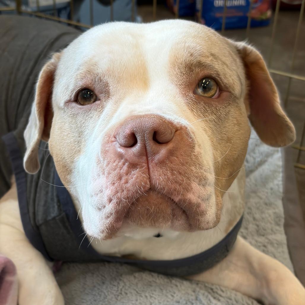 Melanie, Adoptable, Adult Female Pit Bull Terrier & Mixed Breed.