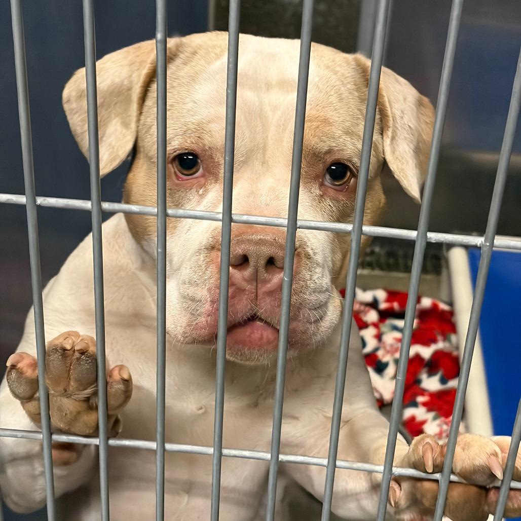 Melanie, a Adoptable mixed breed in Show Low, AZ image 2/2