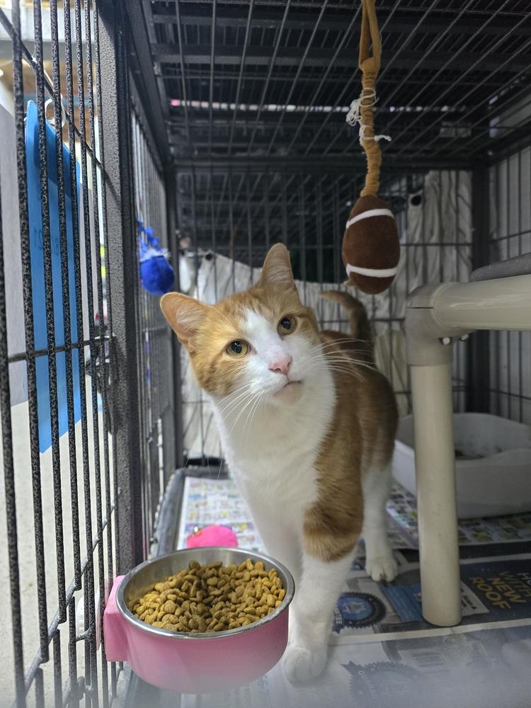 Enlarge Colby, a Adoptable Tabby in Mishawaka, IN image 1/2