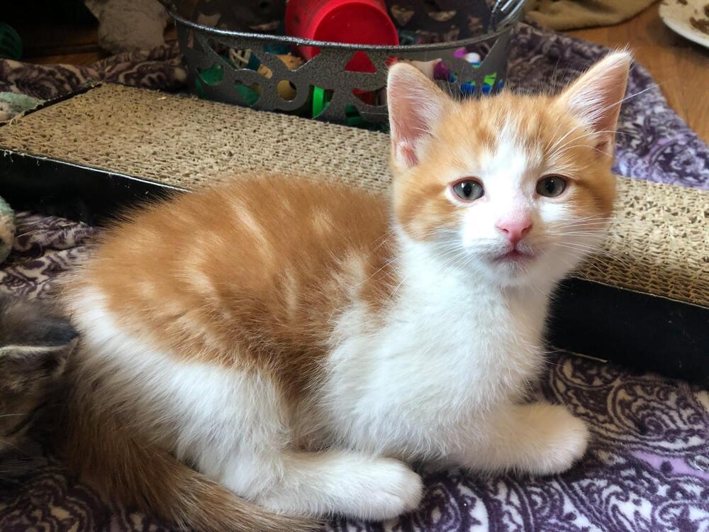 Enlarge Colby, a Adoptable Tabby in Mishawaka, IN image 2/2