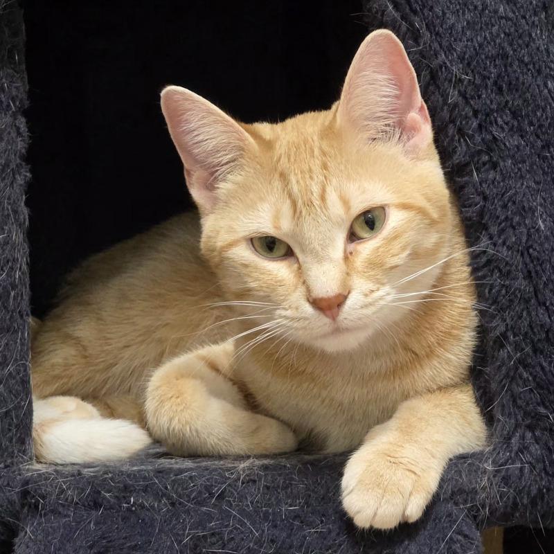 Flicker, Adoptable, Adult Female Domestic Short Hair.