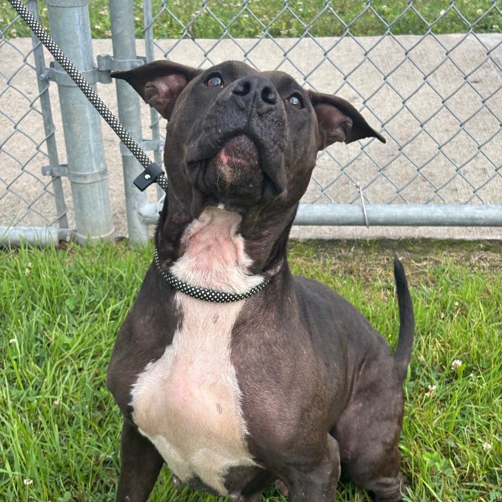 Nicole, Adoptable, Adult Female Pit Bull Terrier & Mixed Breed.