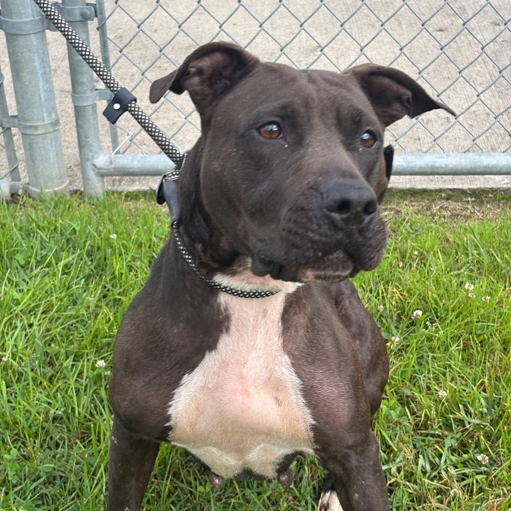Nicole, a Adoptable mixed breed in League City, TX image 2/5