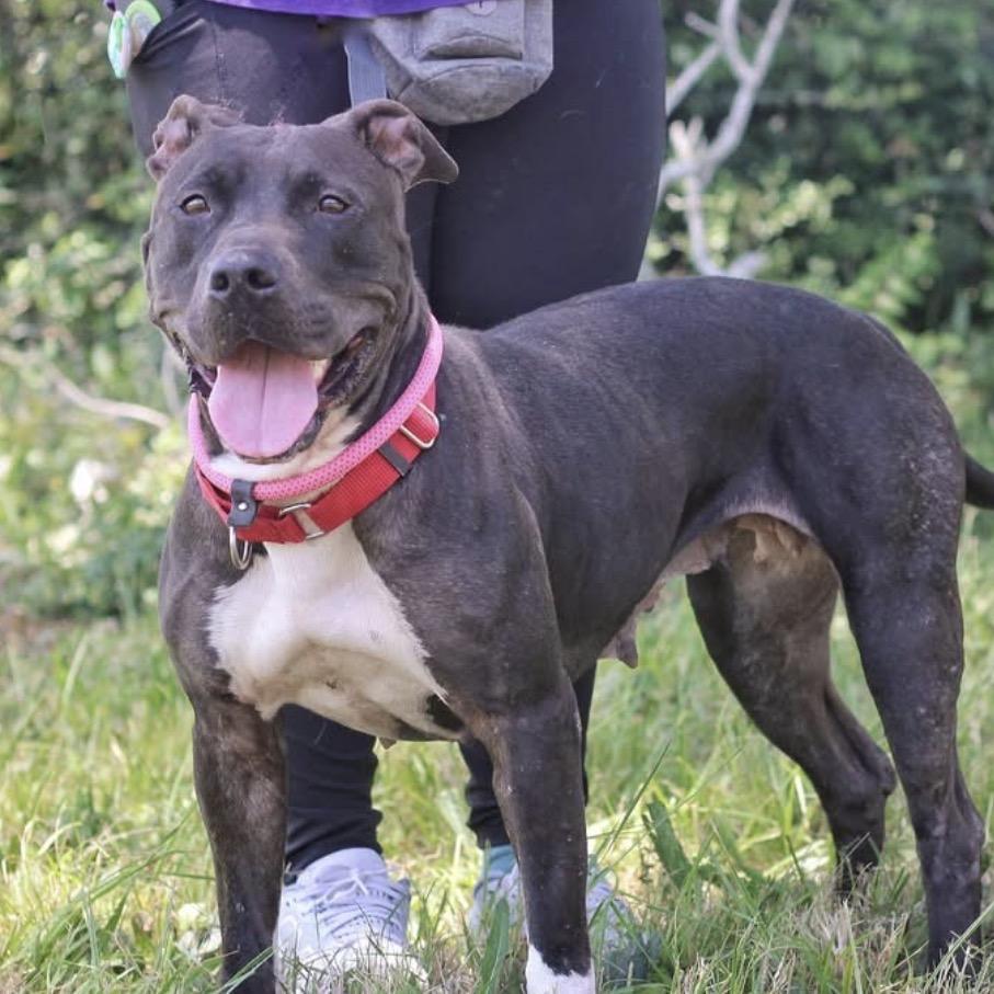 Nicole, a Adoptable mixed breed in League City, TX image 3/5