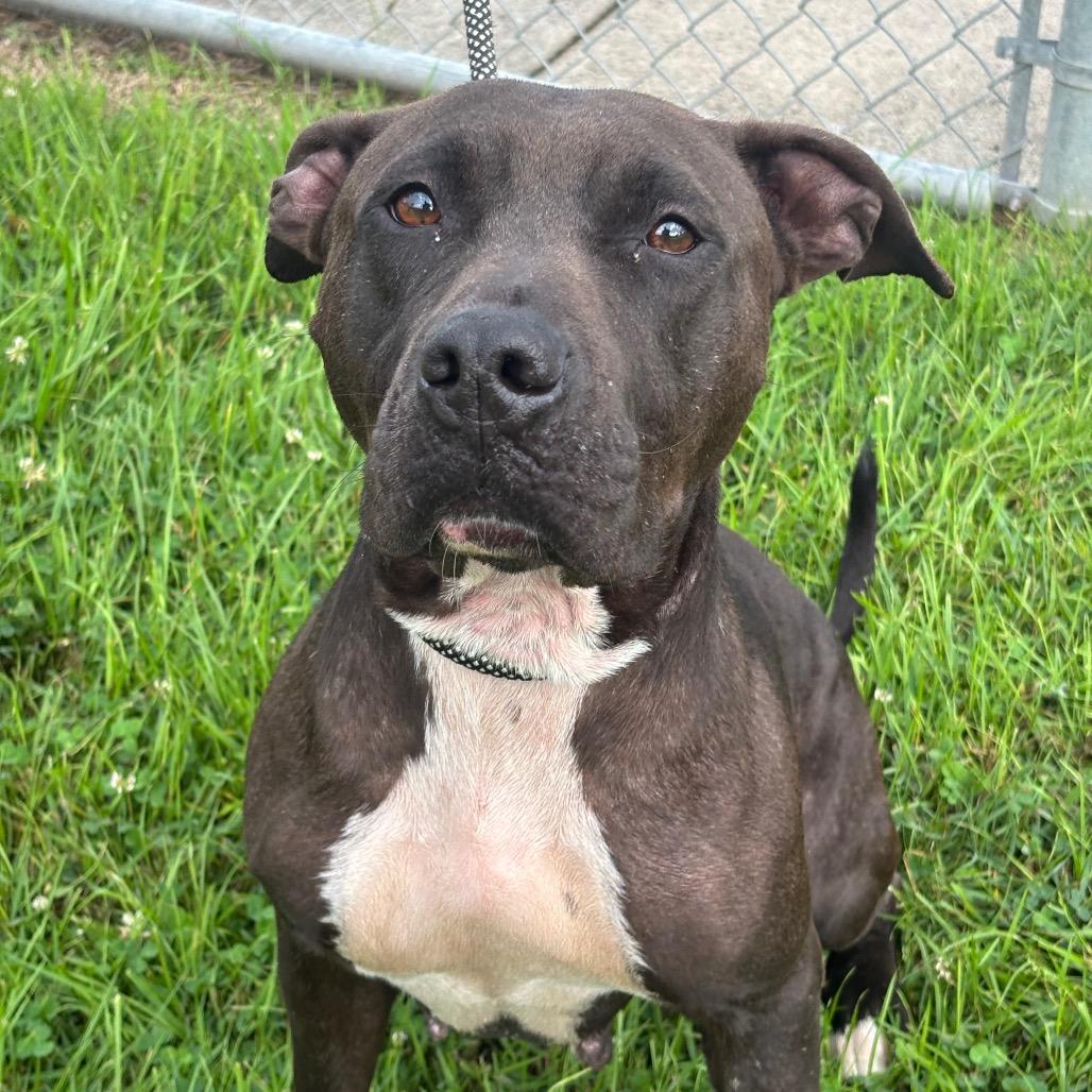 Nicole, a Adoptable mixed breed in League City, TX image 4/5
