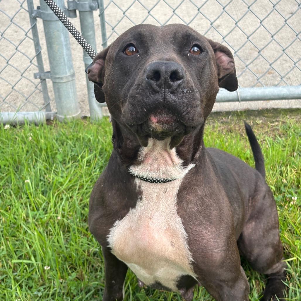 Nicole, a Adoptable mixed breed in League City, TX image 5/5
