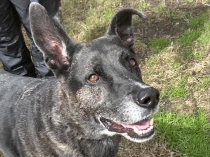 Ike, Senior Male Mixed Breed