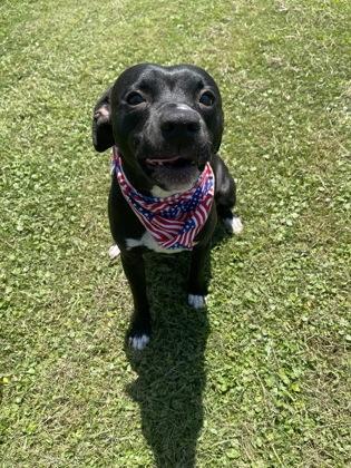 Layla, Adoptable, Adult Female Terrier & Mixed Breed.