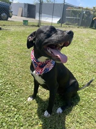 Layla, a Adoptable mixed breed in Gulfport, MS image 3/3