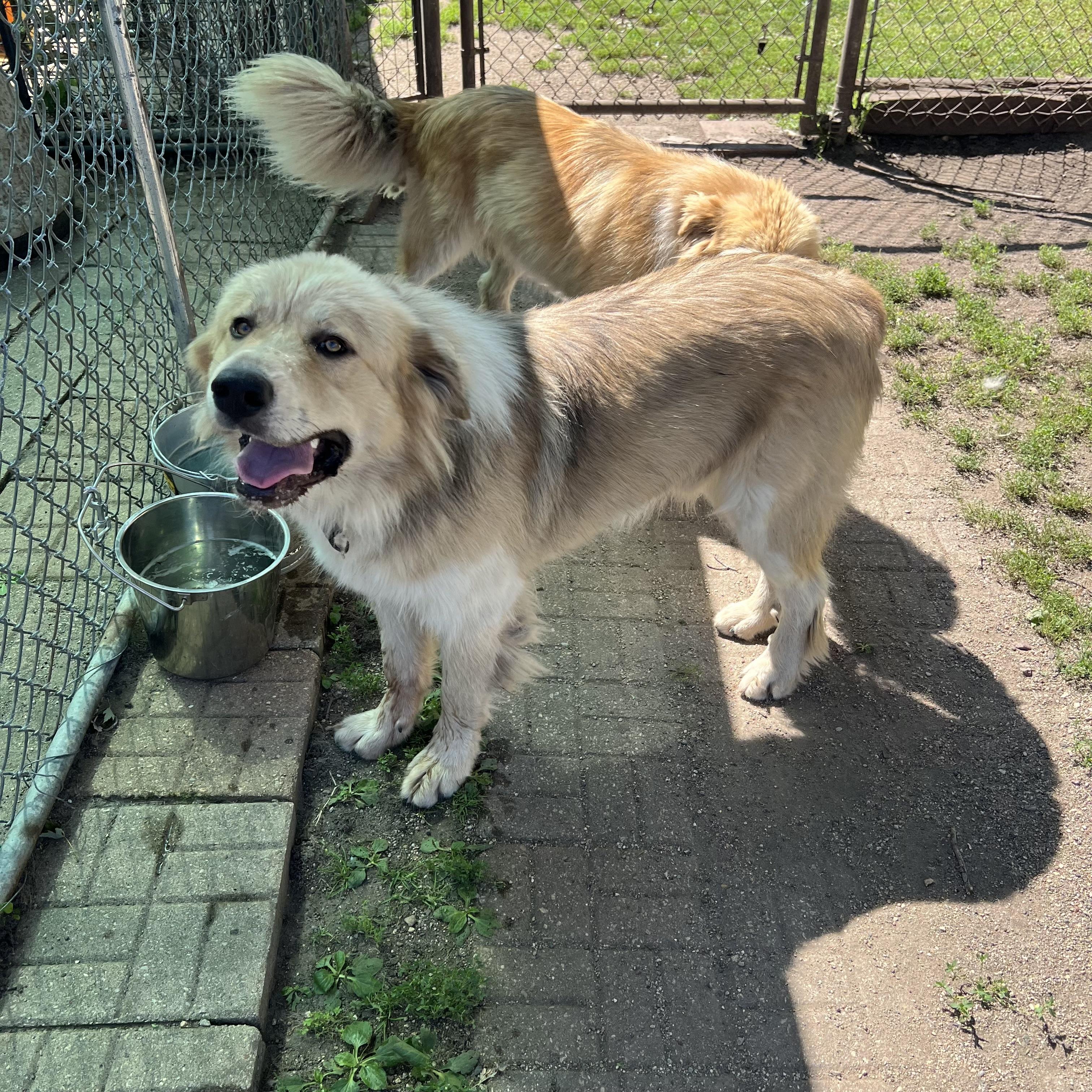 Enlarge Boogie - NO FEE (Sponsored by Waters Edge Fairmont), a ADOPTABLE mixed breed in Fairmont, MN image 5/6