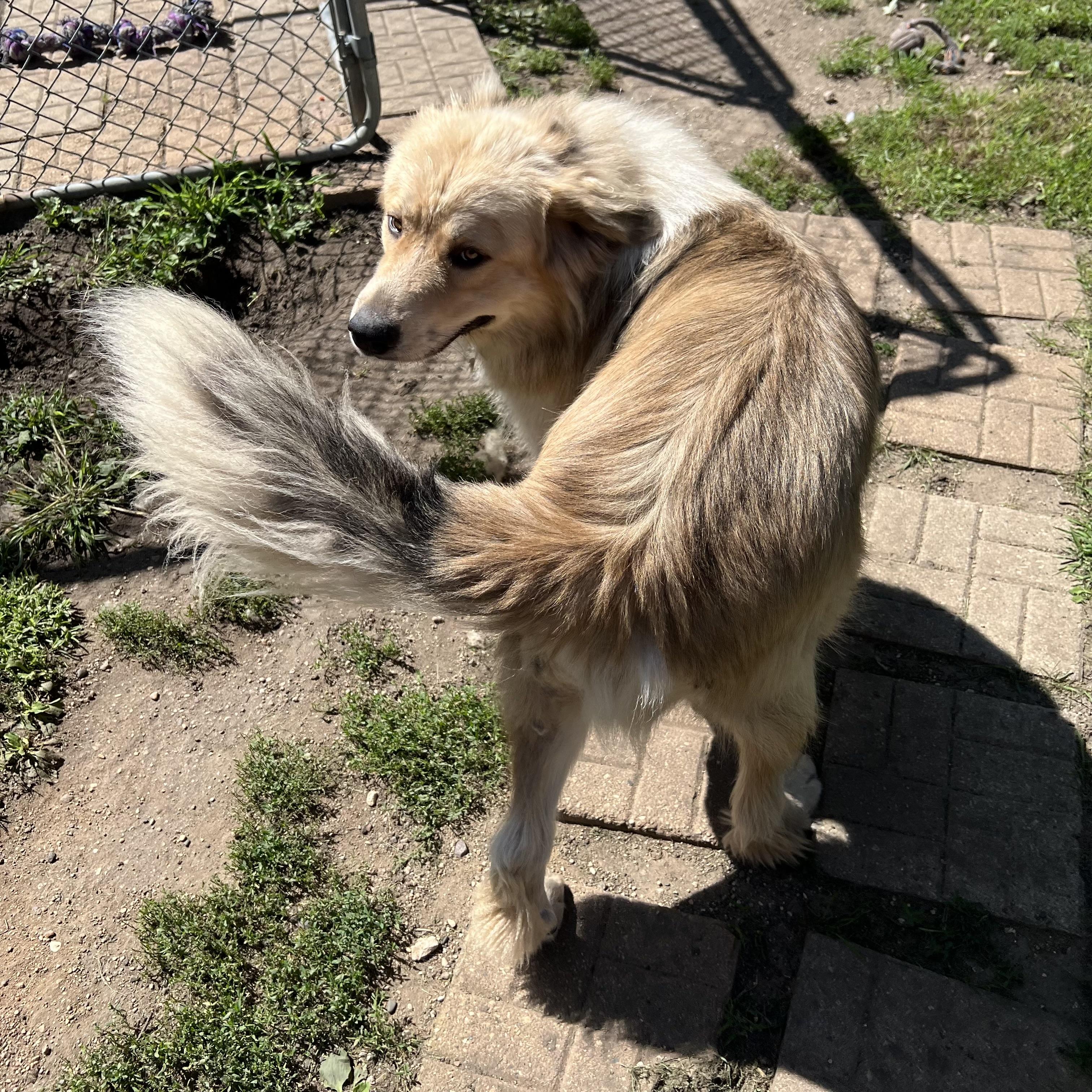Enlarge Boogie - NO FEE (Sponsored by Waters Edge Fairmont), a ADOPTABLE mixed breed in Fairmont, MN image 2/6