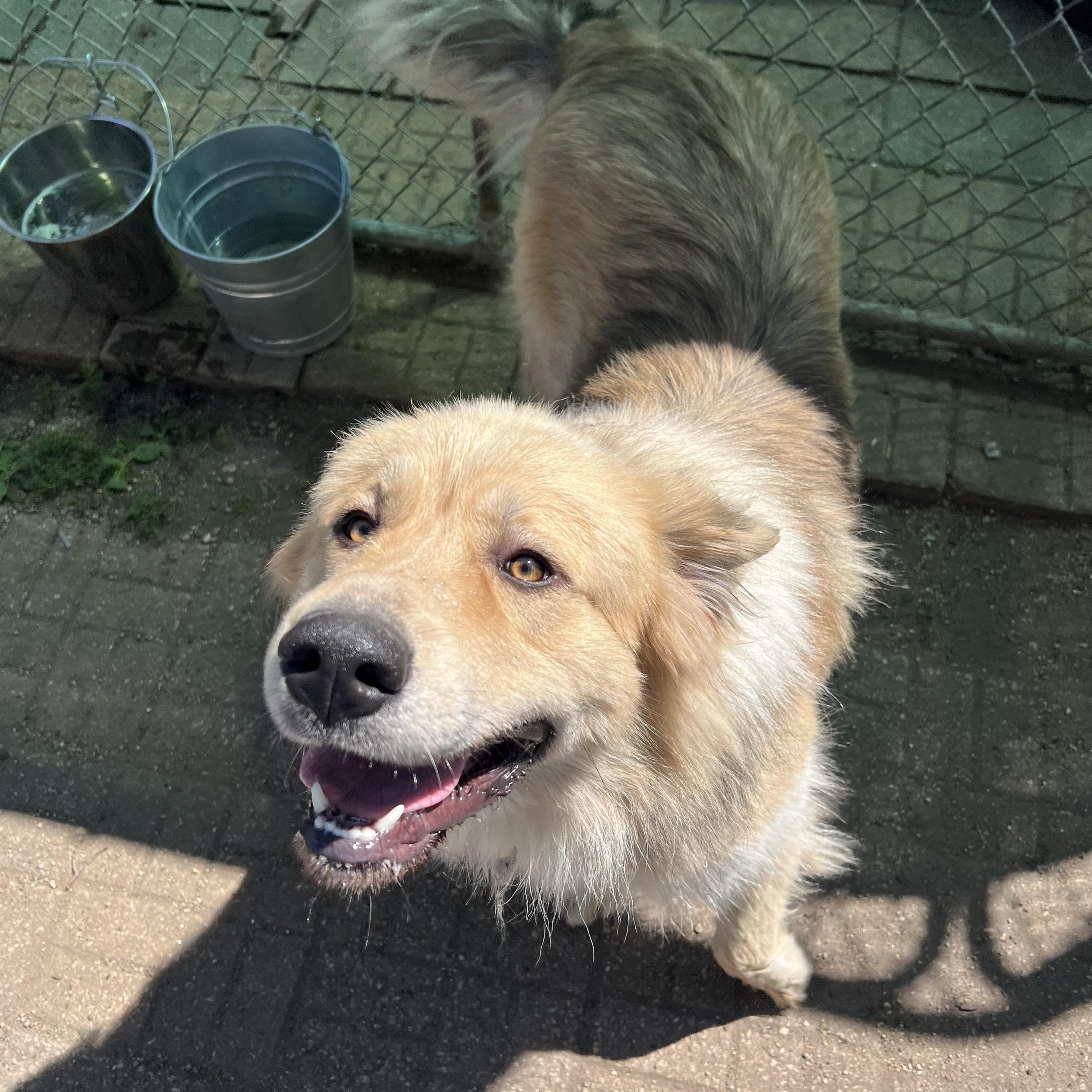 Enlarge Boogie - NO FEE (Sponsored by Waters Edge Fairmont), a ADOPTABLE mixed breed in Fairmont, MN image 6/6