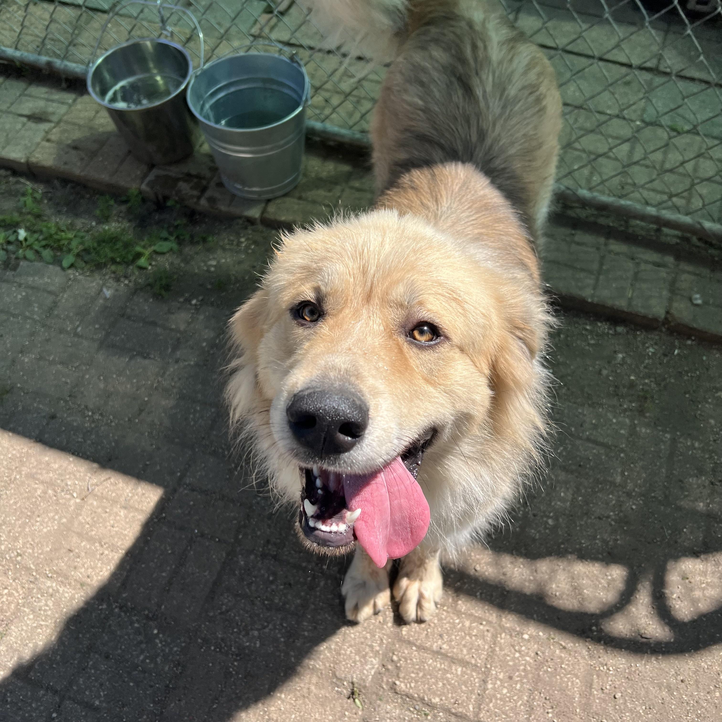 Boogie - NO FEE (Sponsored by Waters Edge Fairmont), ADOPTABLE, Young Male Great Pyrenees & Collie.