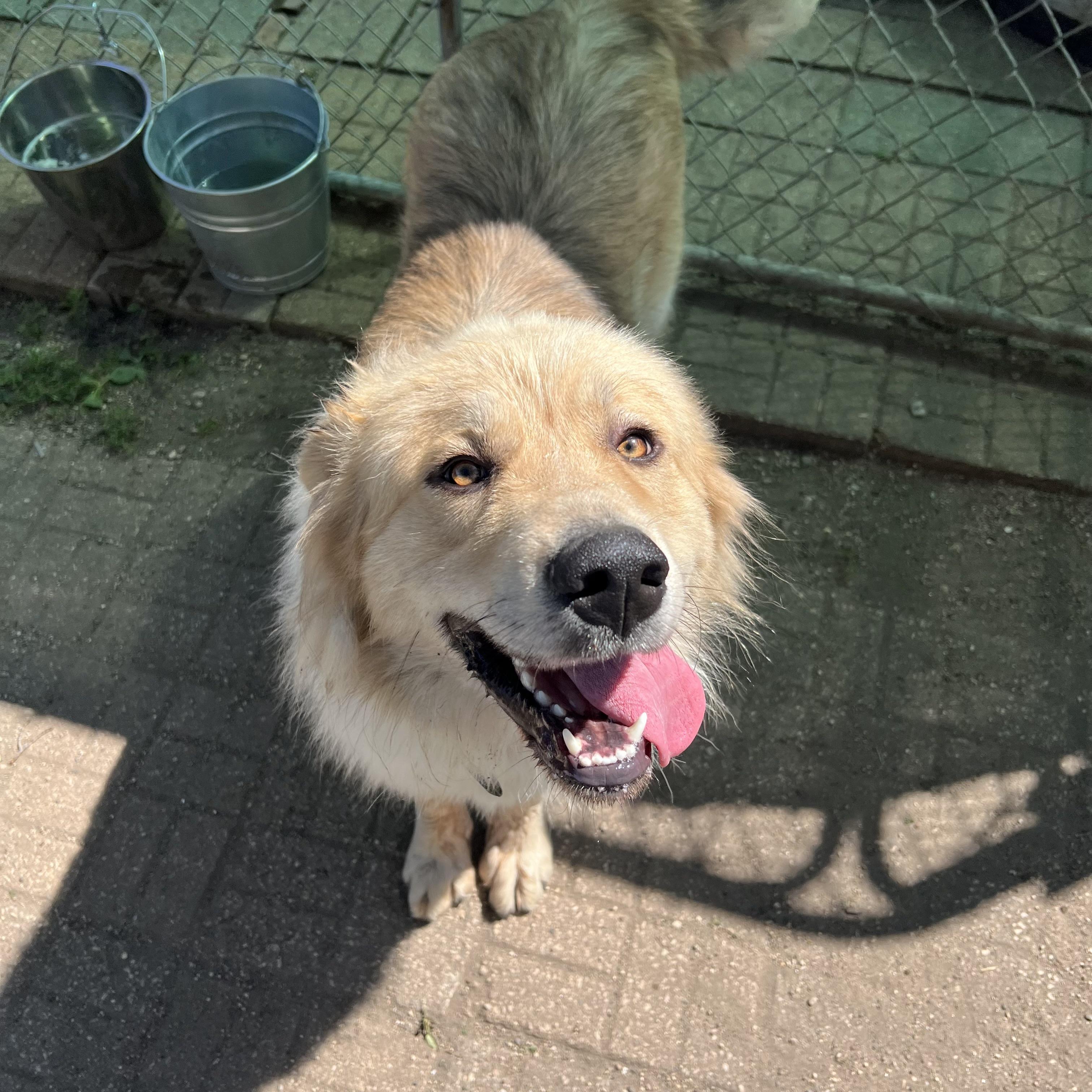 Enlarge Boogie - NO FEE (Sponsored by Waters Edge Fairmont), a ADOPTABLE mixed breed in Fairmont, MN image 4/6