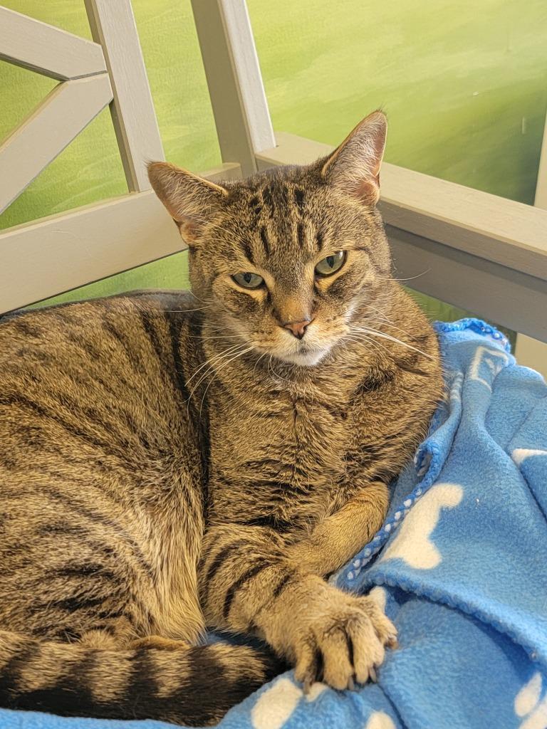 Mr. Pawsby / Mrs. Pawsby, Adoptable, Senior Male Domestic Short Hair.