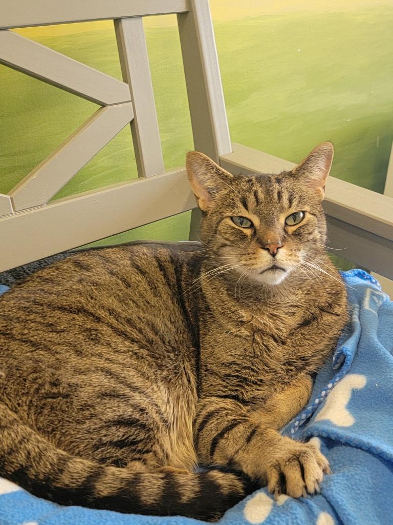 Enlarge Mr. Pawsby / Mrs. Pawsby, a Adoptable mixed breed in Winnipeg, MB image 2/3