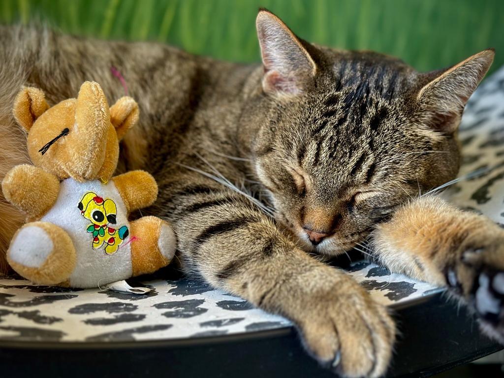 Enlarge Mr. Pawsby / Mrs. Pawsby, a Adoptable mixed breed in Winnipeg, MB image 3/3