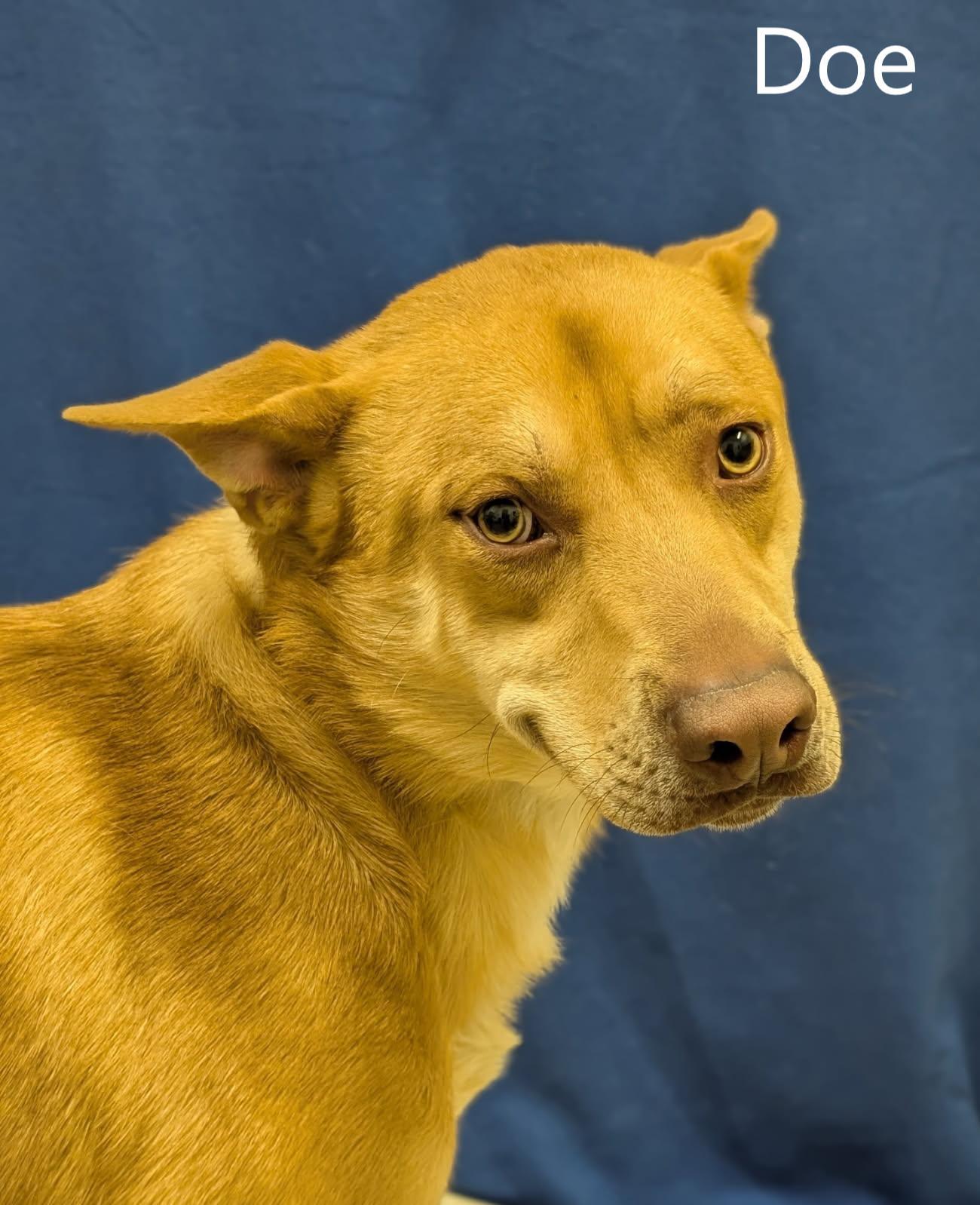 Enlarge Doe, a ADOPTABLE mixed breed in Mount Vernon, OH image 1/2