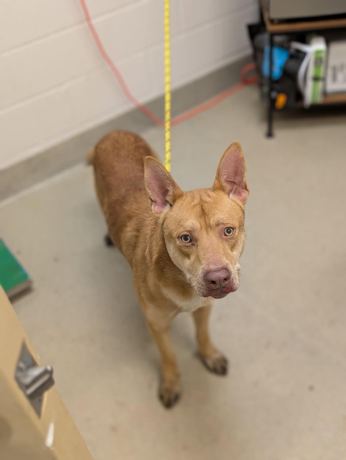 Enlarge Doe, a ADOPTABLE mixed breed in Mount Vernon, OH image 2/2