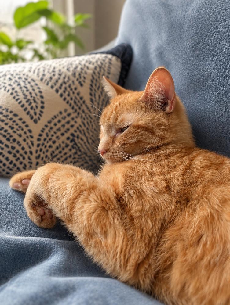 Louie, Adoptable, Young Male American Shorthair.