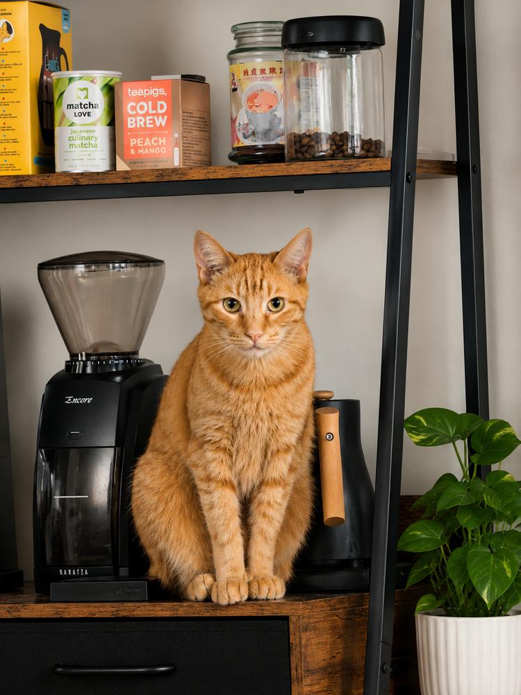 Enlarge Louie, a Adoptable American Shorthair in Westwood, NJ image 3/5
