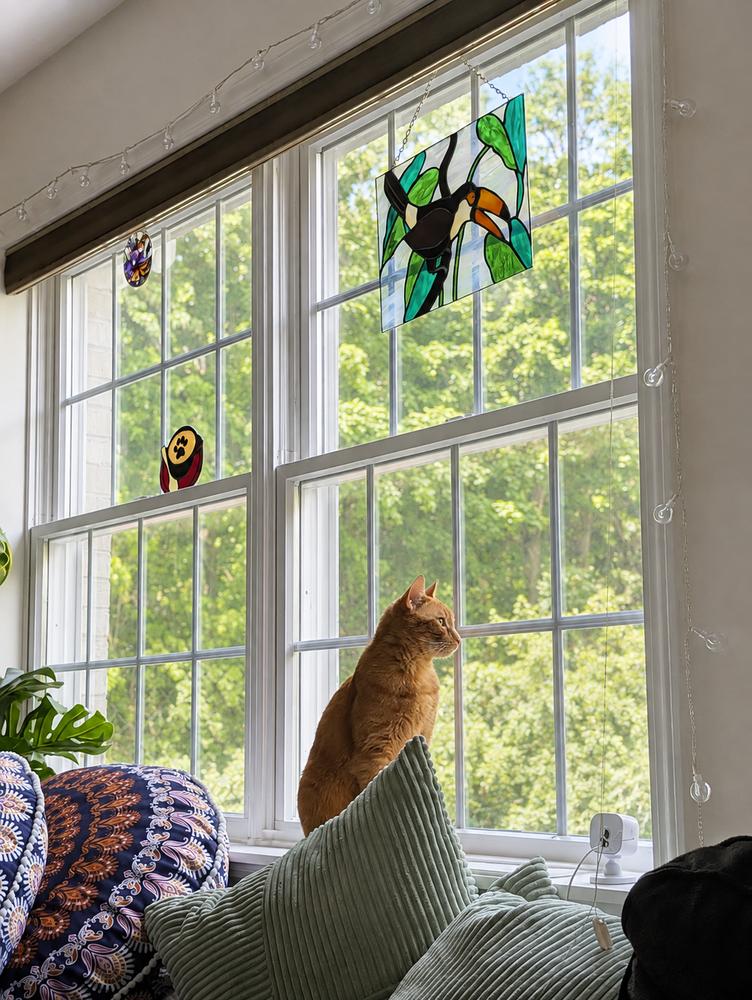 Enlarge Louie, a Adoptable American Shorthair in Westwood, NJ image 4/5