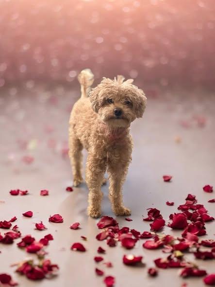 Enlarge Valentino (Val), a ADOPTABLE Miniature Poodle in Yonkers, NY image 3/3