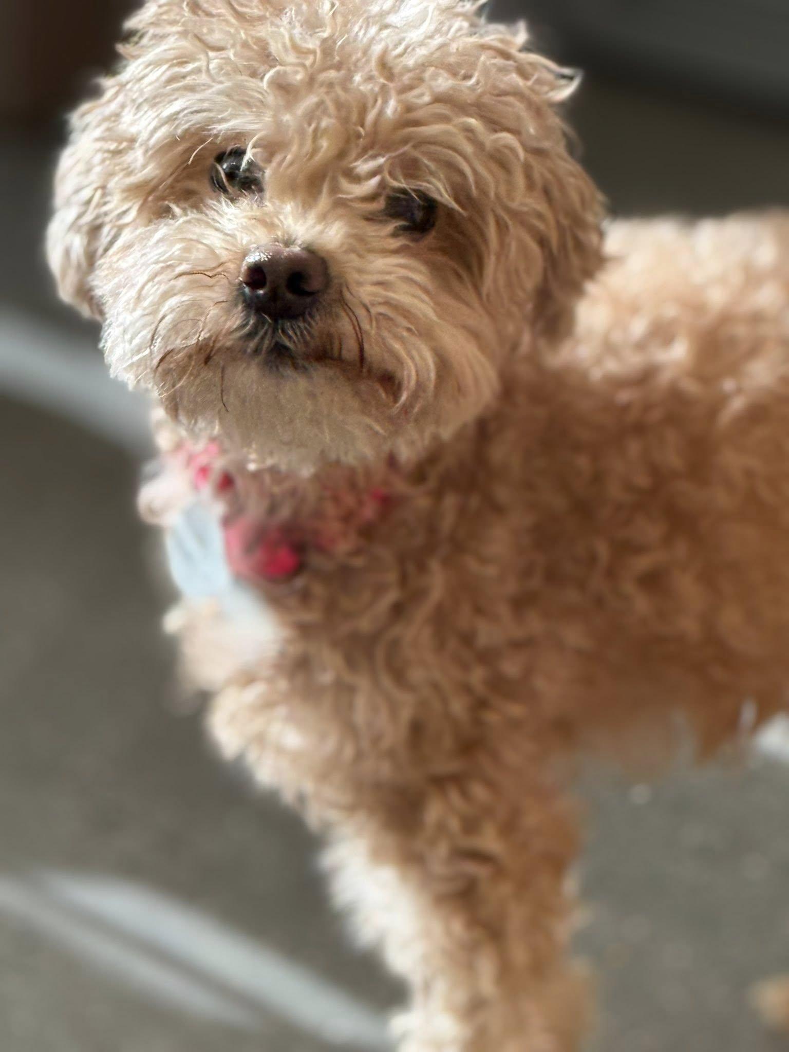Enlarge Valentino (Val), a ADOPTABLE Miniature Poodle in Yonkers, NY image 2/3