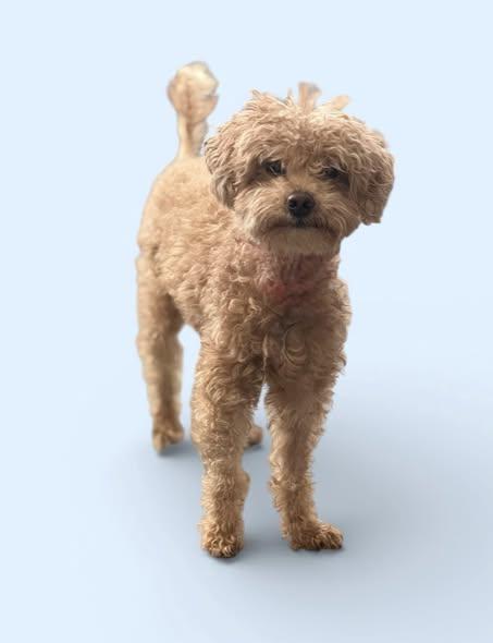 Enlarge Valentino (Val), a ADOPTABLE Miniature Poodle in Yonkers, NY image 1/3