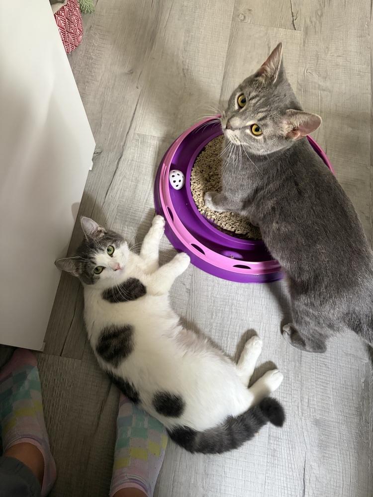 Miles, Adoptable, Adult Male Domestic Short Hair & Russian Blue.