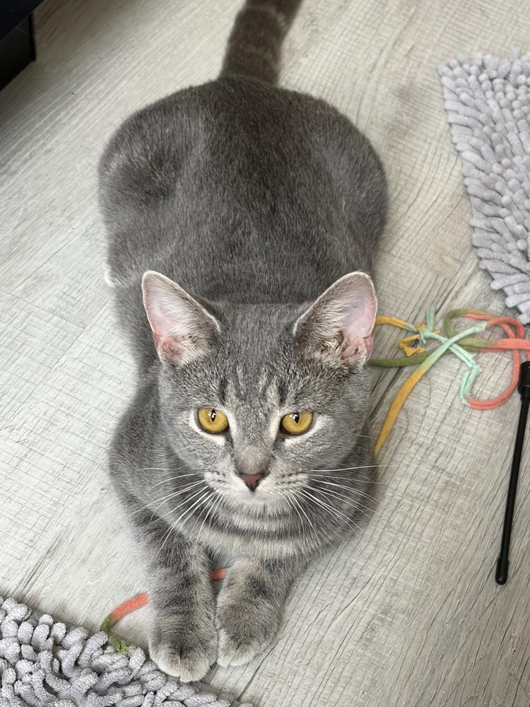 Miles, a Adoptable mixed breed in Springdale, PA image 2/5