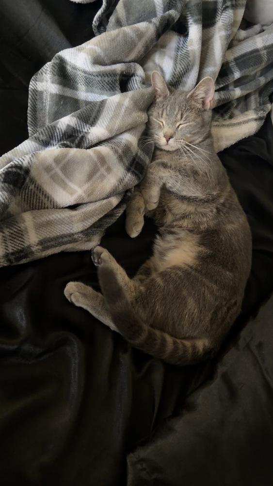 Miles, a Adoptable mixed breed in Springdale, PA image 3/5