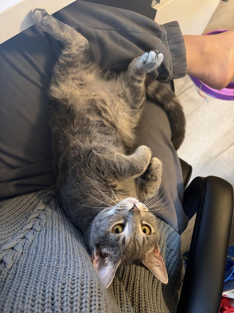 Miles, a Adoptable mixed breed in Springdale, PA image 4/5