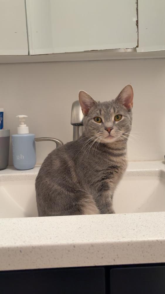 Miles, a Adoptable mixed breed in Springdale, PA image 5/5