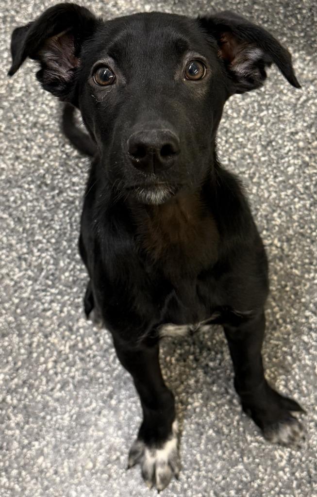 Enlarge Cane, a Adoptable mixed breed in Kenai, AK image 1/1