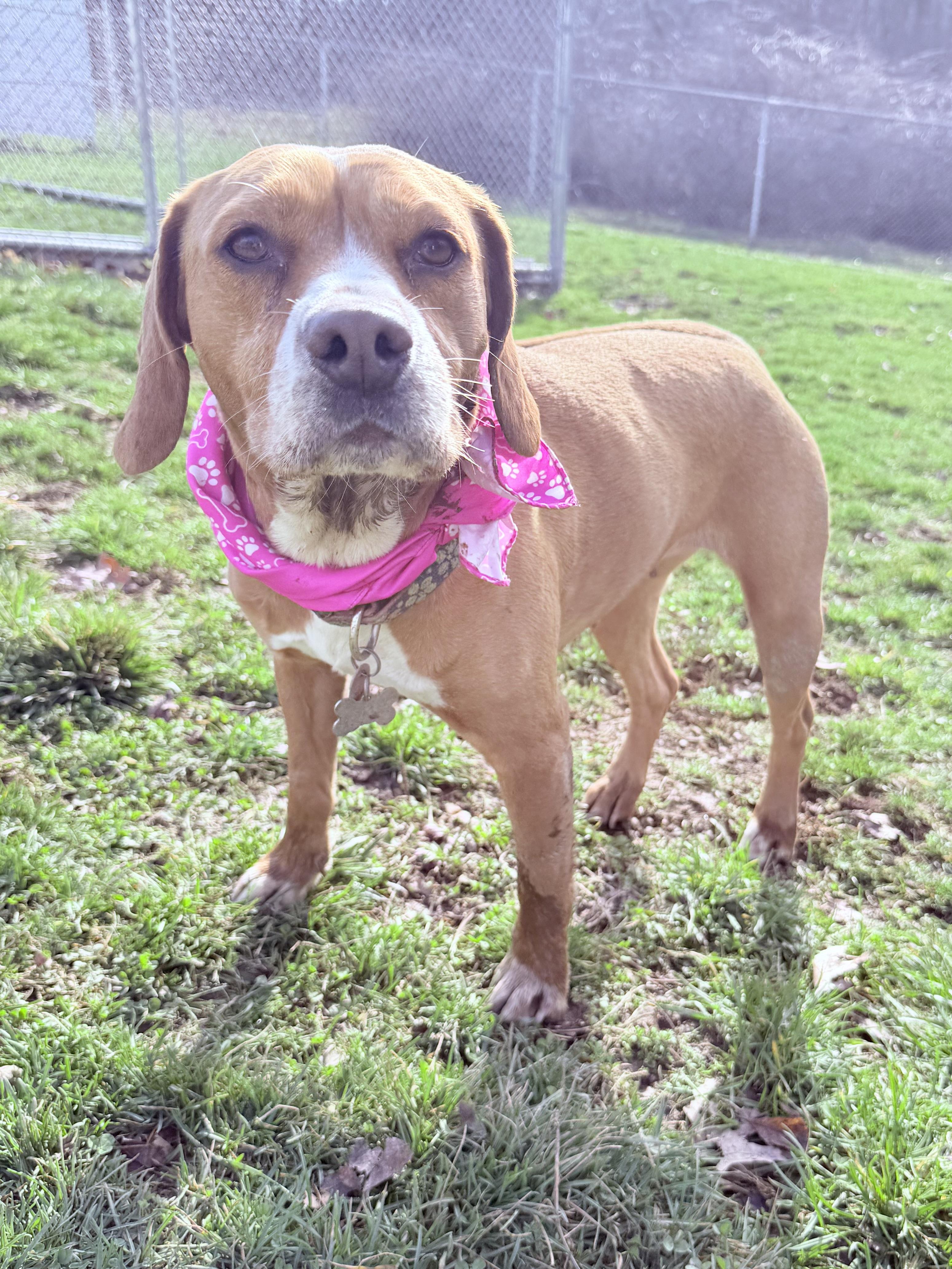 Enlarge Phoebe, a Adoptable mixed breed in Clinton, PA image 3/6