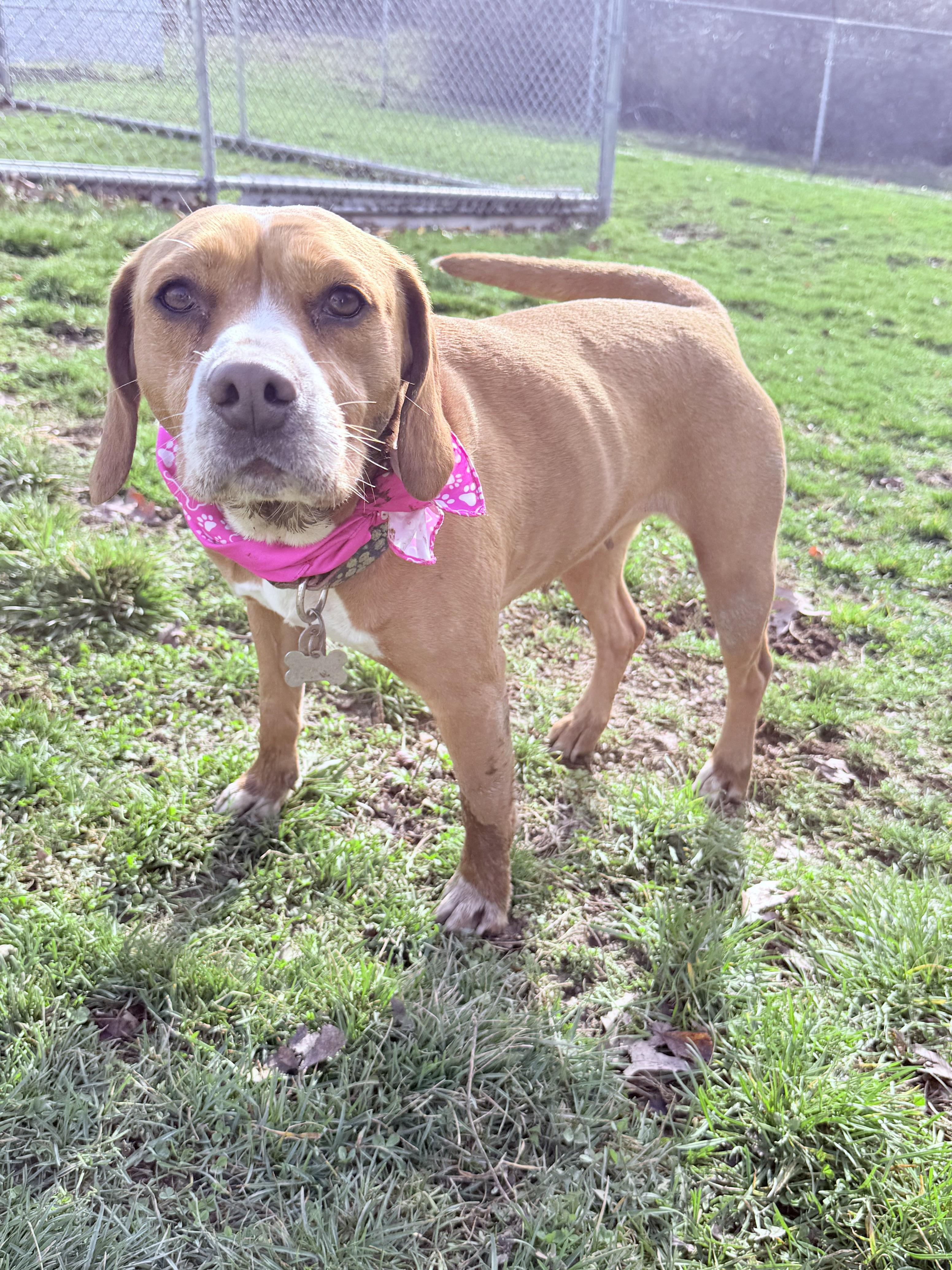 Enlarge Phoebe, a Adoptable mixed breed in Clinton, PA image 6/6
