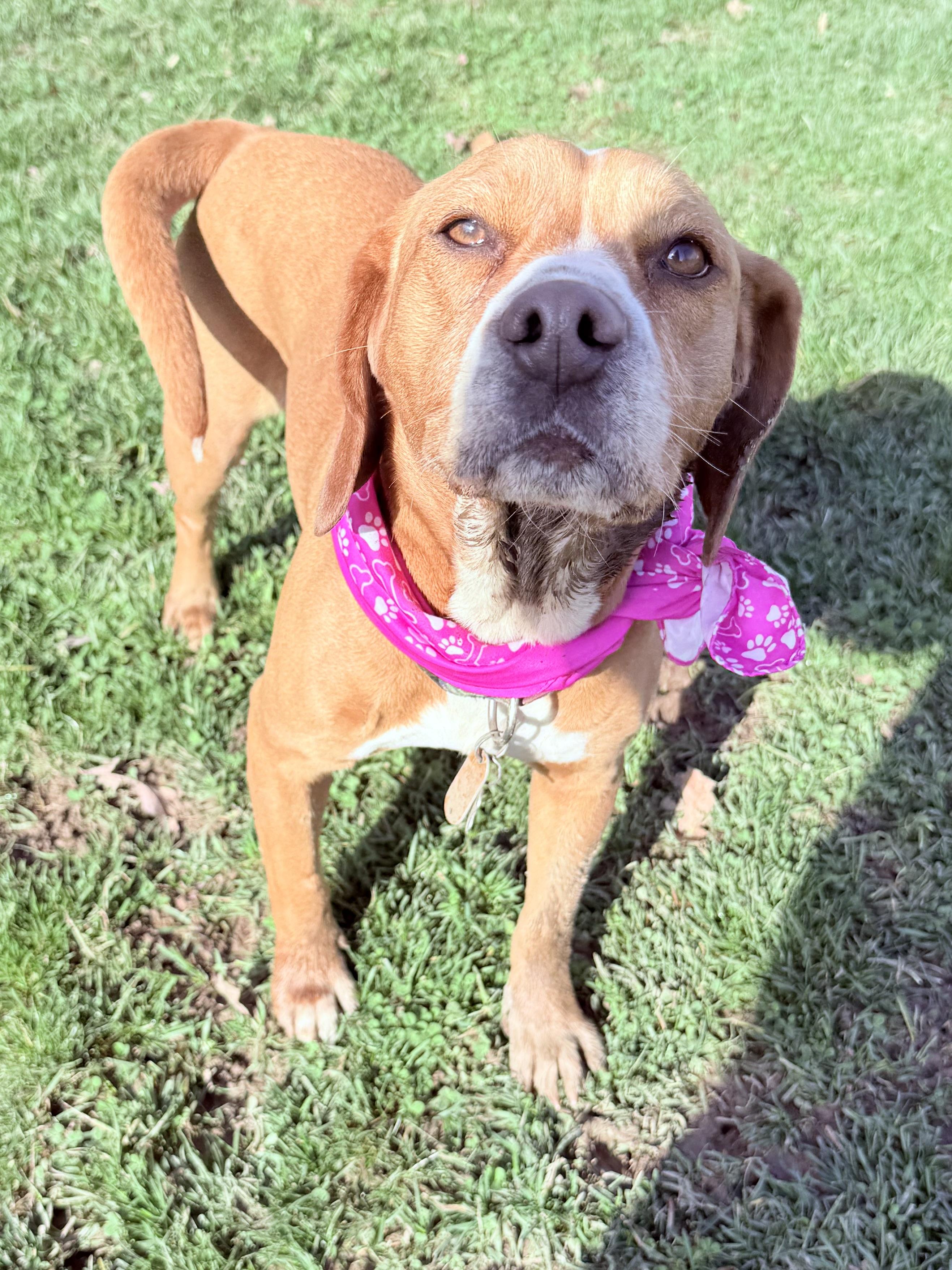 Enlarge Phoebe, a Adoptable mixed breed in Clinton, PA image 5/6