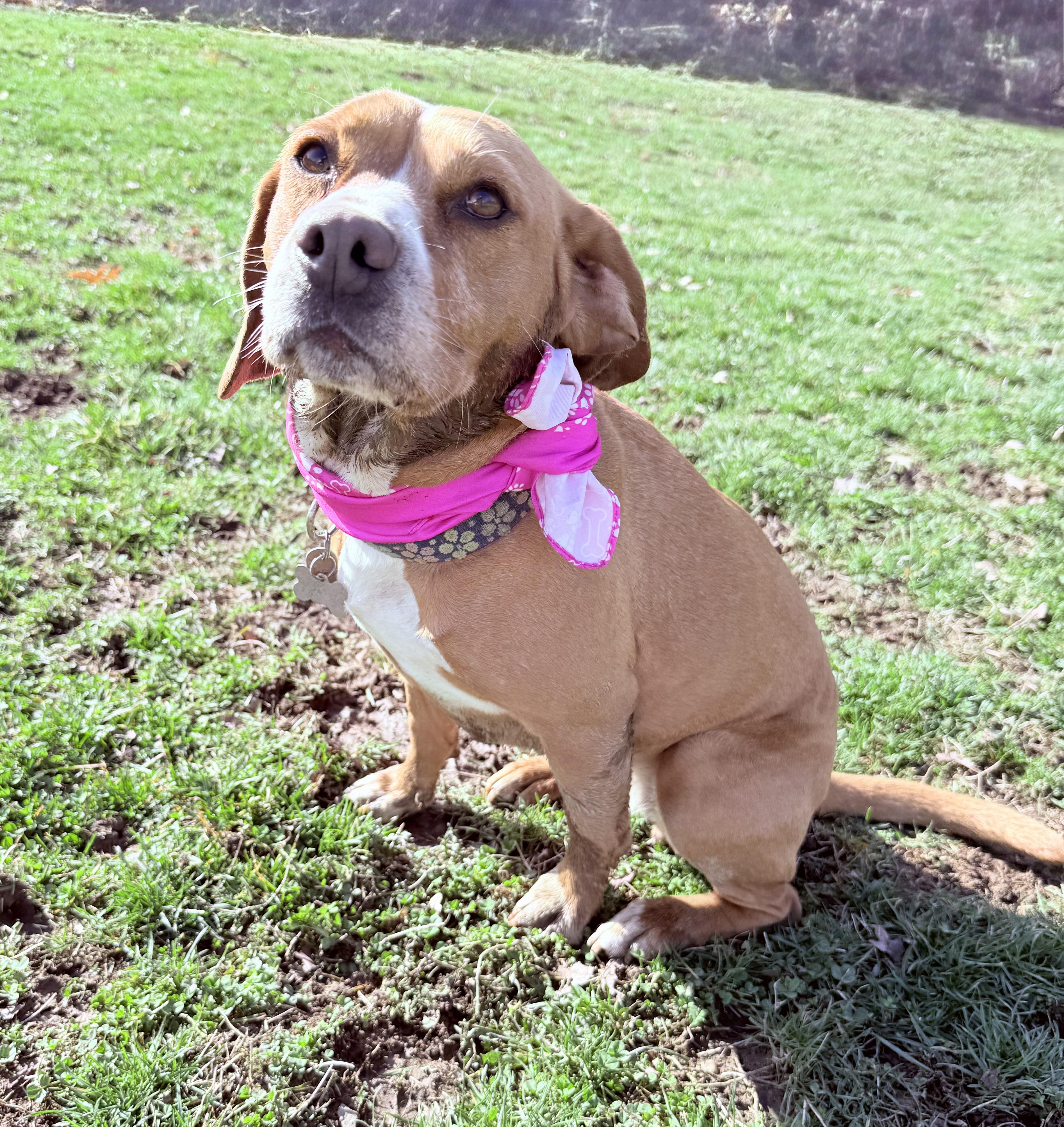 Phoebe, Adoptable, Adult Female Beagle.