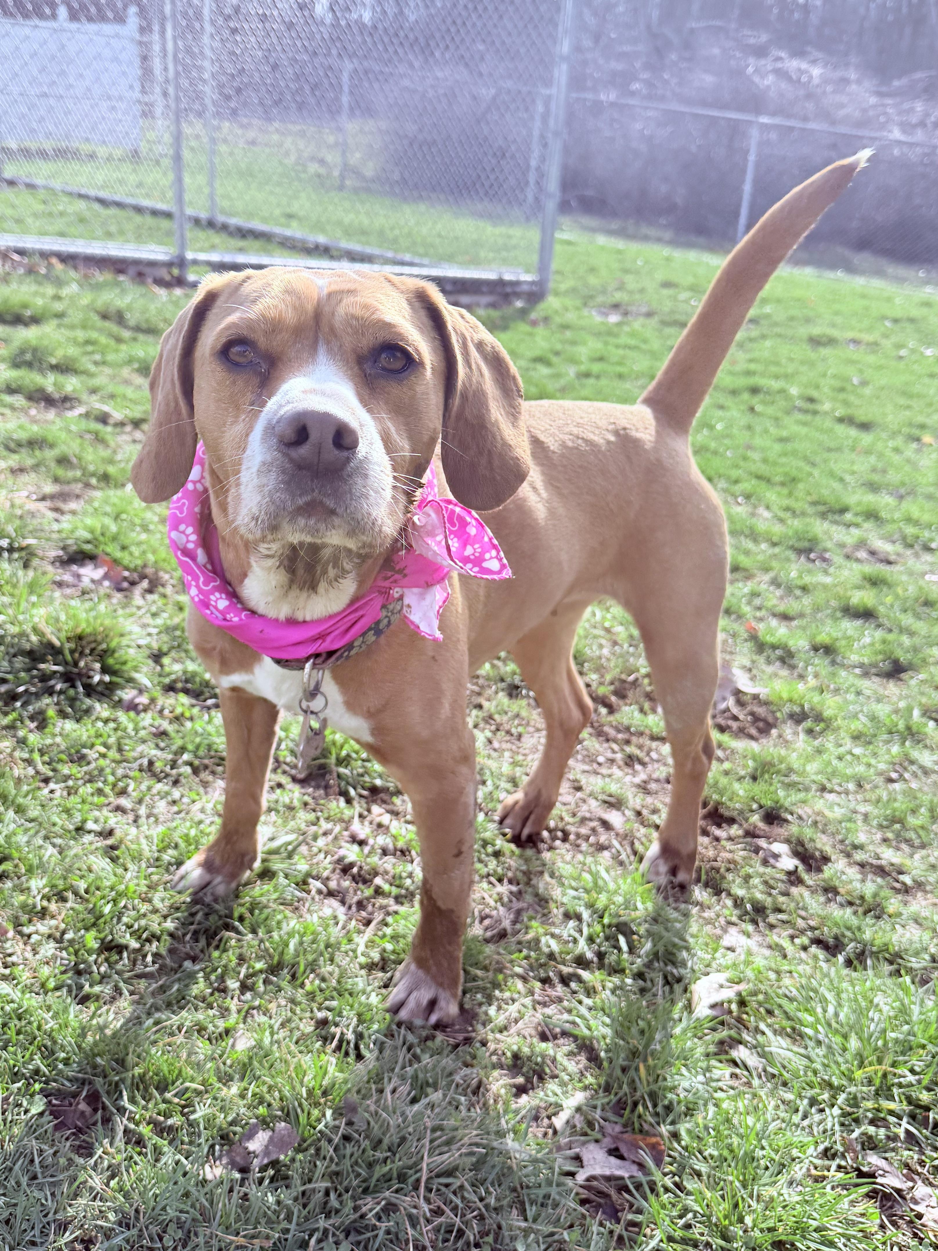Enlarge Phoebe, a Adoptable mixed breed in Clinton, PA image 4/6