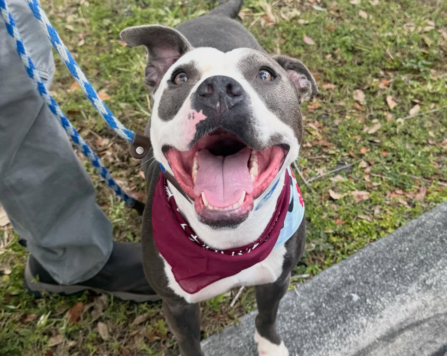 Enlarge Gaia, an adopted Pit Bull Terrier in Pompano Beach, FL image 1/1
