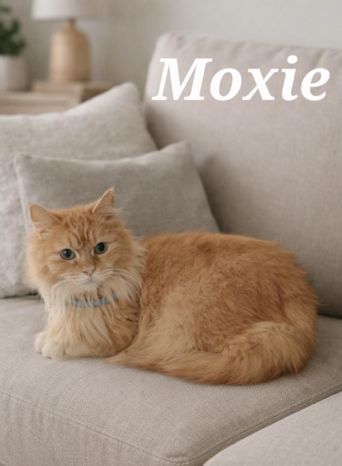 Enlarge Moxie, an adopted Domestic Long Hair in Monroeville, PA image 1/1