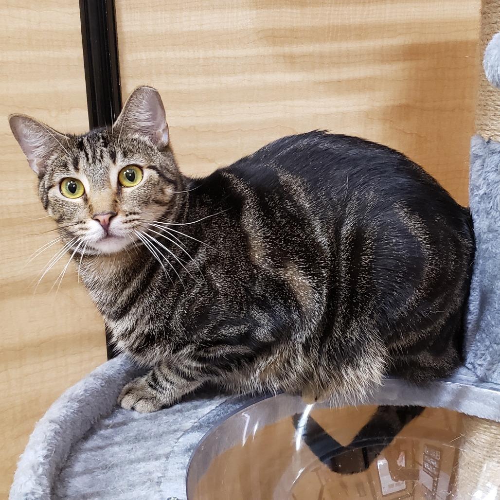 Saavedra J #16 aka Blade, Adoptable, Adult Male Domestic Short Hair.