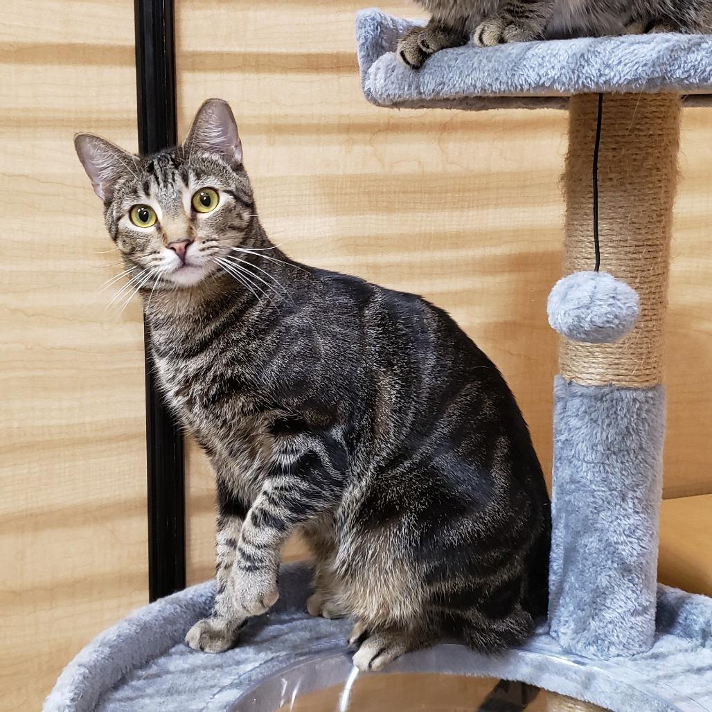 Enlarge Saavedra J #16 aka Blade, a Adoptable Domestic Short Hair in Bulverde, TX image 2/4