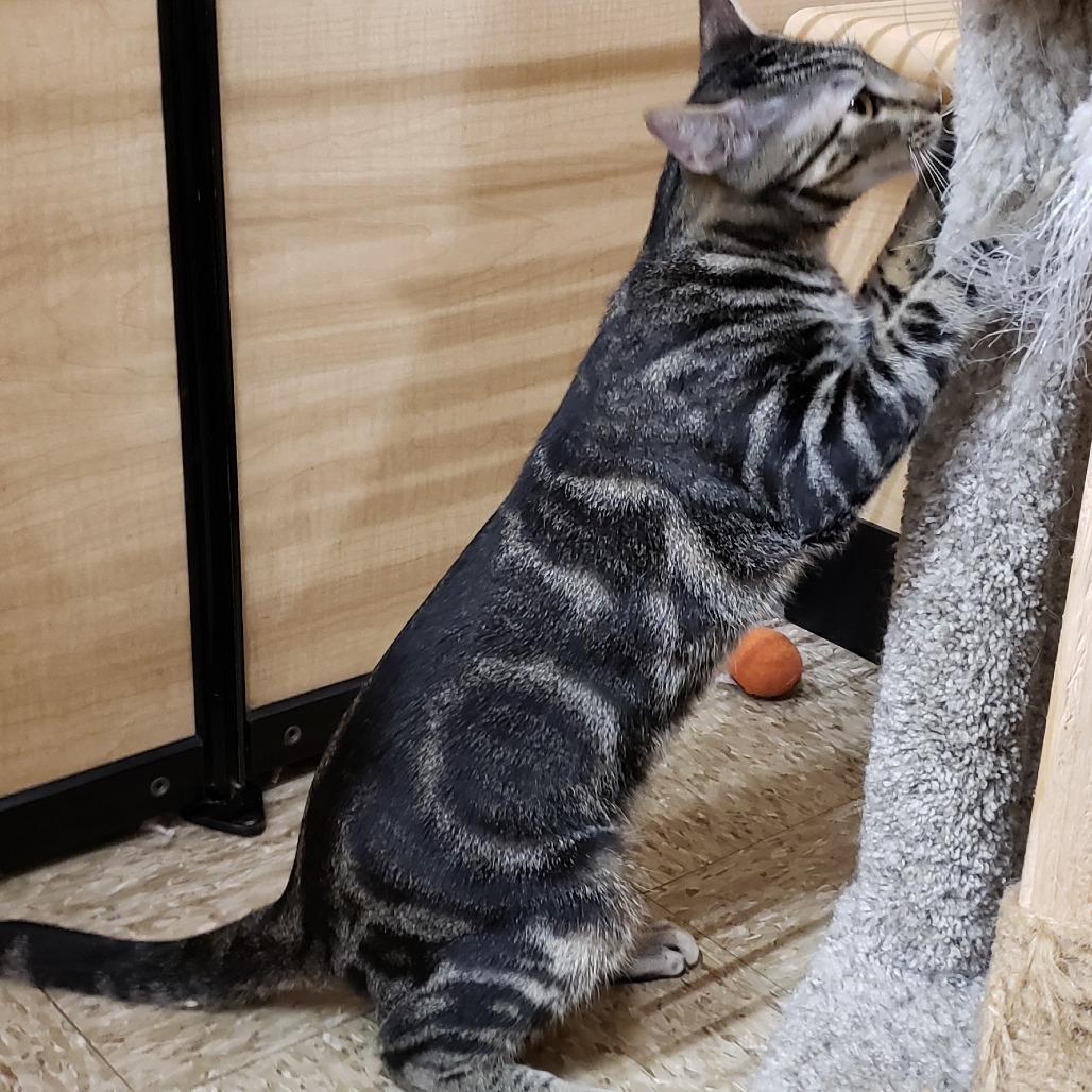 Enlarge Saavedra J #16 aka Blade, a Adoptable Domestic Short Hair in Bulverde, TX image 3/4