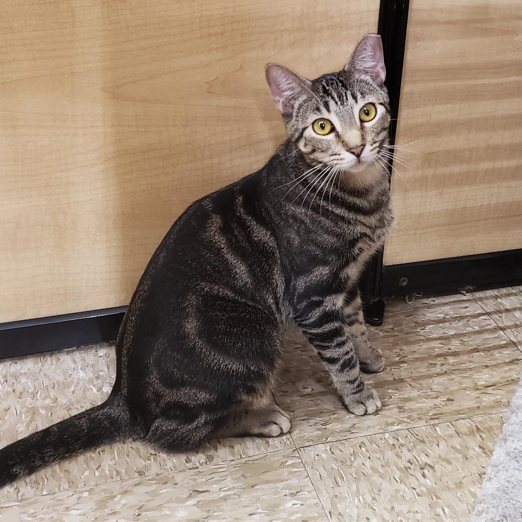 Enlarge Saavedra J #16 aka Blade, a Adoptable Domestic Short Hair in Bulverde, TX image 4/4