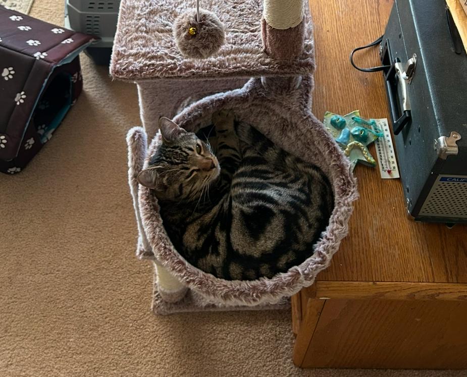 Skeezix- bonded with Orson, a Adoptable mixed breed in Prescott, AZ image 2/3