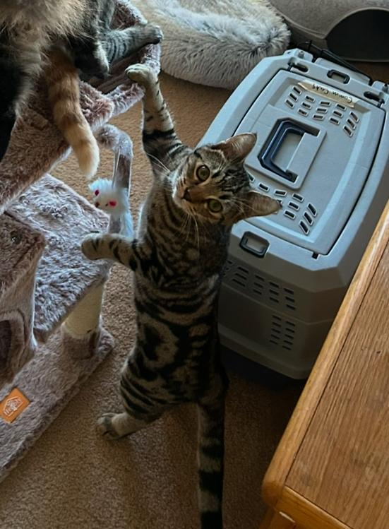 Skeezix- bonded with Orson, a Adoptable mixed breed in Prescott, AZ image 3/3