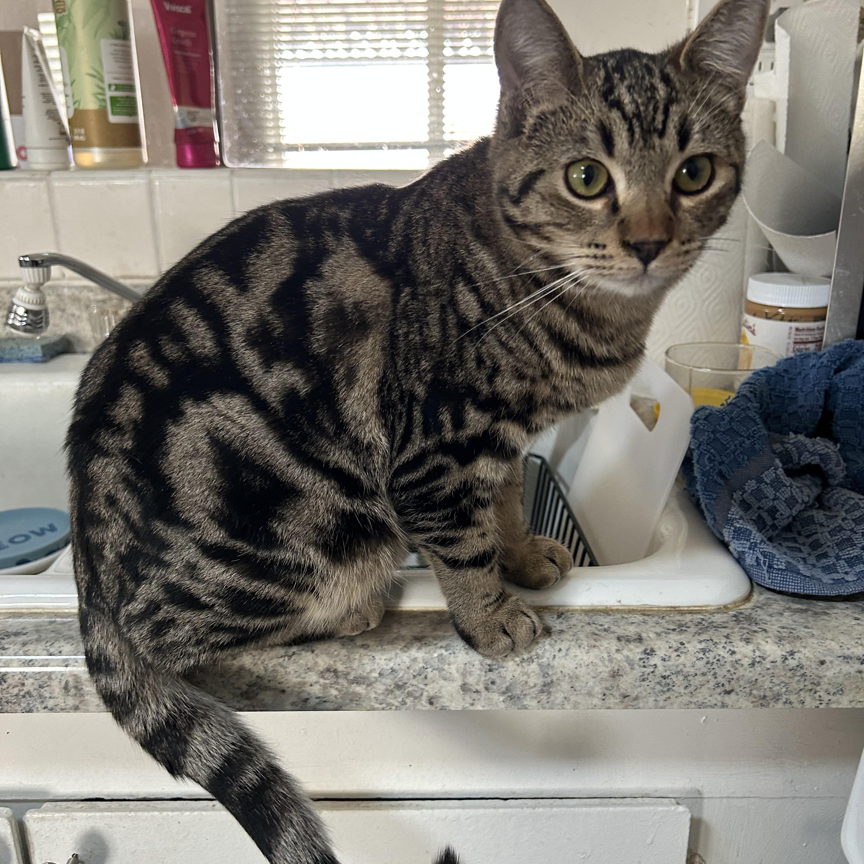 Skeezix- bonded with Orson, Adoptable, Kitten Male Tabby.